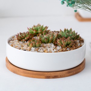 Round White Ceramic Succulent Plant Pot