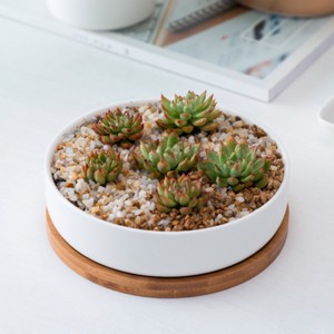 Round White Ceramic Succulent Plant Pot