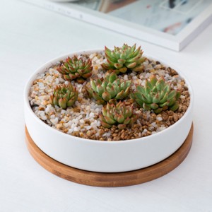 Round White Ceramic Succulent Plant Pot