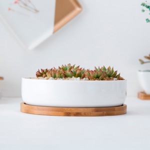 Round White Ceramic Succulent Plant Pot